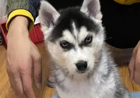 哈士奇怎么训听话 哈士奇怎么训听话