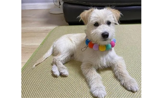 Ȯʲô˼