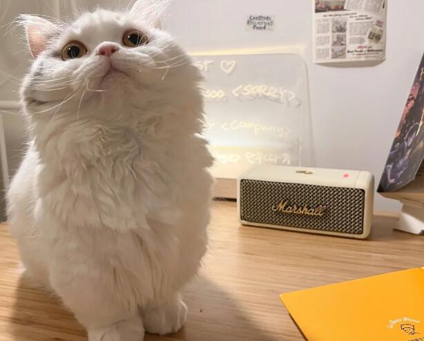你们清楚米努特是什么档次的猫咪吗? 你们清楚米努特是什么档次的猫咪吗?