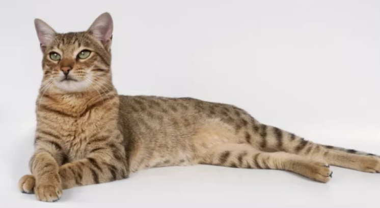 萨凡纳猫和豹猫的区别