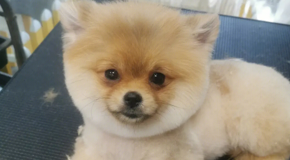 俊介是什么狗?其实就是博美犬的一种 俊介是什么狗?其实就是博美犬的一种