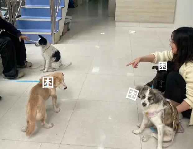 街道集中的捕杀流浪狗！两位女生和好心的保安合作，迅速把狗送走