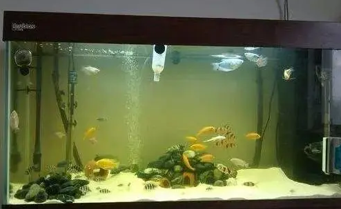 鱼缸水发黄的解决办法