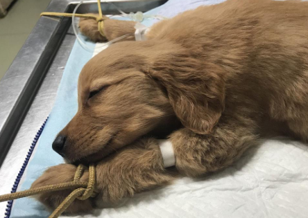 犬瘟热初期能治好吗