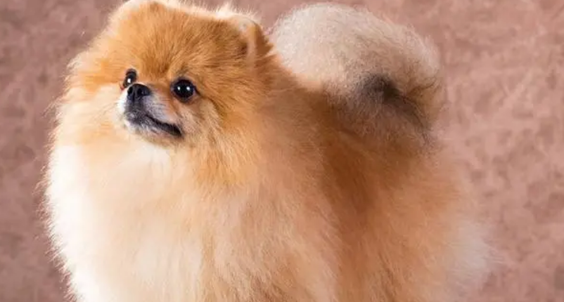纯种博美幼犬出售多少钱一只 纯种博美幼犬出售多少钱一只