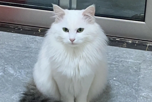 怎么辨别狮子猫幼崽