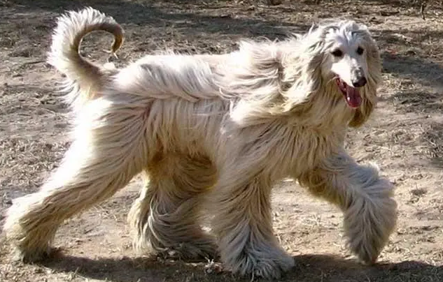 阿富汗猎犬犬舍出售