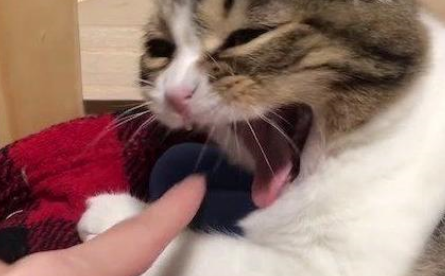 这猫太机智了，知道用这种方式讨好铲屎官，猫咪：加小鱼干！