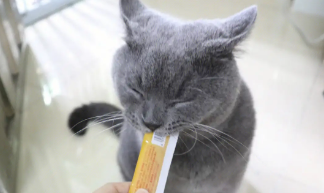 猫小条猫条好不好啊？我来告诉你答案！