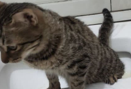 铲屎官听到猫咪的求救，等他走近一看却笑到肚子痛！
