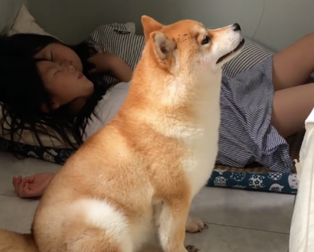 狗窝被小主人霸占了，柴犬就坐在窝前昂着头
