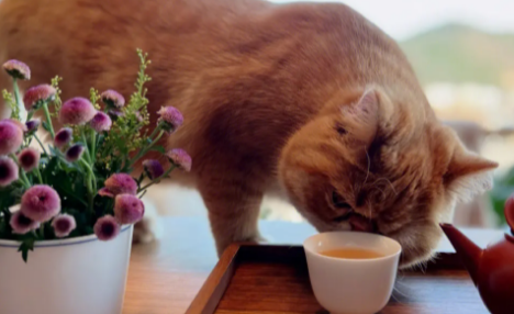 茉莉花茶怎么冲泡
