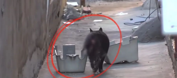 流浪猫因生育次数过多，导致子宫外露，好心人和志愿者齐心营救