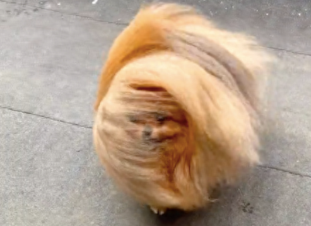 狗狗出门突然起了大风,一时分不清它的头在哪 狗狗出门突然起了大风,一时分不清它的头在哪