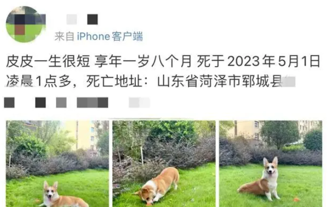 丈夫砍杀宠物狗威胁妻子，妻子：丈夫被拘12天