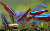 宝莲灯鱼怎么繁殖 繁殖水要求pH5.6～6.8