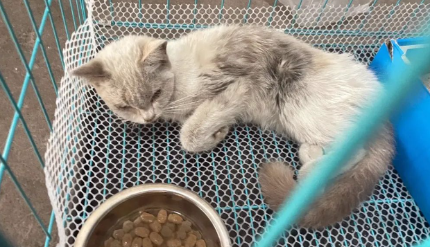 流落街头的布偶猫，骨瘦如柴无人问津，被收养后它活得小心翼翼
