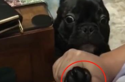 法斗被强制剪指甲,戏精本性暴露无遗,汪:救命啊!杀狗了! 法斗被强制剪指甲,戏精本性暴露无遗,汪:救命啊!杀狗了!