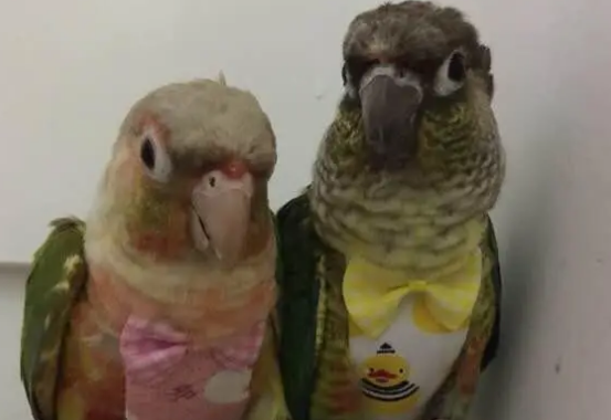 给宠物鸟做“尿不湿”，95后江苏女孩探索出新“爆款”