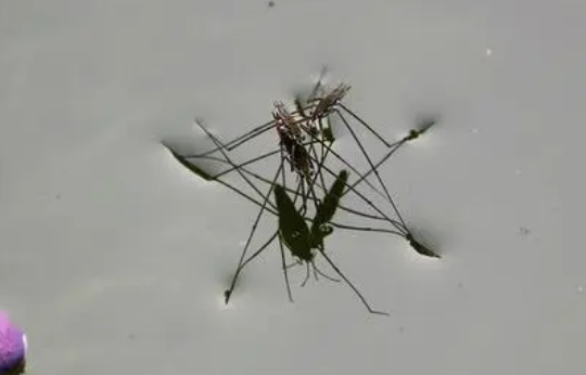 水蜘蛛会不会咬人?水蜘蛛为何能在水上行走? 水蜘蛛会不会咬人?水蜘蛛为何能在水上行走?