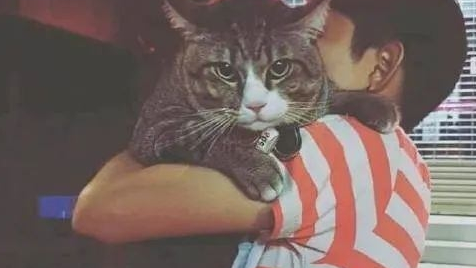 女子托父母照顾猫,不久又看到时:是偷喂激素吗? 女子托父母照顾猫,不久又看到时:是偷喂激素吗?