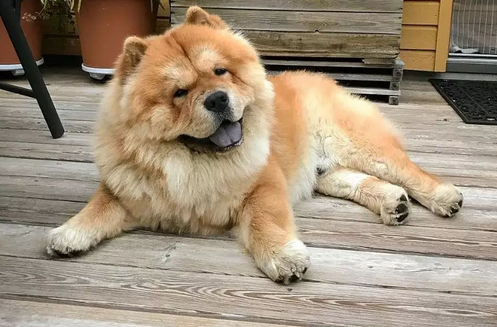 刚买的宠物犬生病了,究竟是谁的责任？