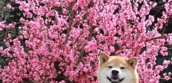 描写春天的桃花像什么 描写春天的桃花像什么