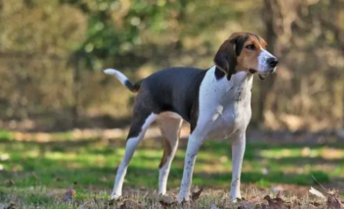 大连有奖举报48种禁养犬，中华田园犬被列入烈性犬种类