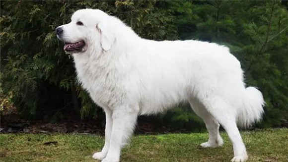大白熊犬厉害吗，拥有雄伟威严的体态