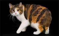 曼岛无尾猫多少钱一只,曼岛无尾猫价格