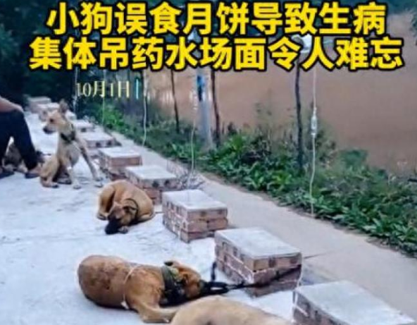 心疼又好笑！狗狗集体趴地打吊针，原来因为...