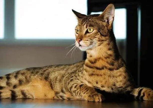 阿瑟拉猫是什么样的猫咪？这篇文章告诉你
