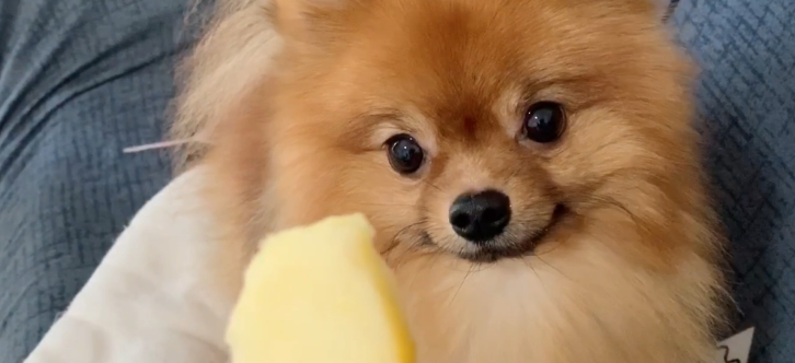 博美犬可以吃什么水果 博美犬可以吃什么水果