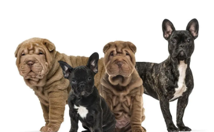 法斗犬和沙皮犬哪个好