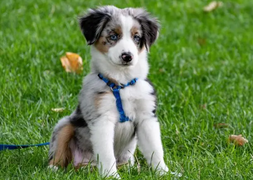 犬伴离世，狗子默默缅怀主人的最后一天