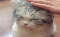 猫为什么要摸脑袋上啊