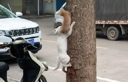 白猫教小奶猫学爬树，小奶猫紧张怕掉落，白猫的举动很暖心