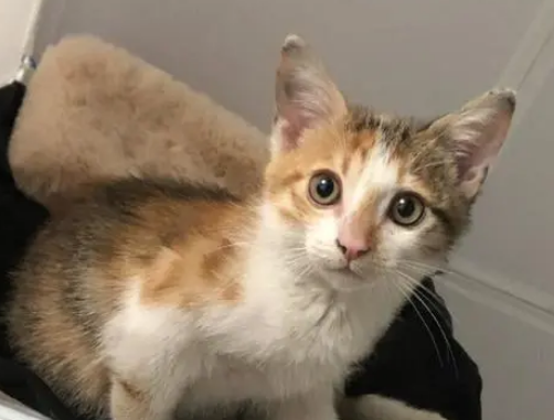 家养三花猫注意事项 家养三花猫注意事项