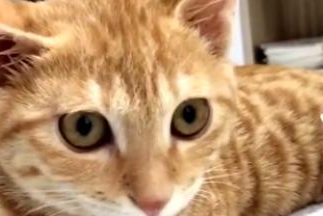 路遇一只生病严重的小猫,女子观察几天后于心不忍,带回家收编 路遇一只生病严重的小猫,女子观察几天后于心不忍,带回家收编