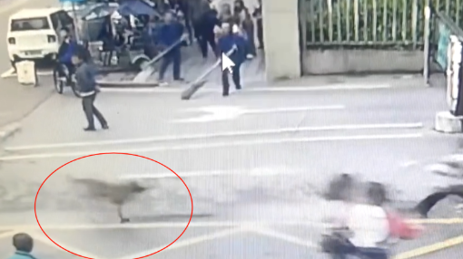 又一起!恶犬未拴绳袭击小孩! 又一起!恶犬未拴绳袭击小孩!