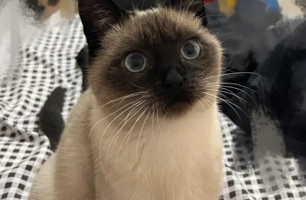 暹罗猫怎么养