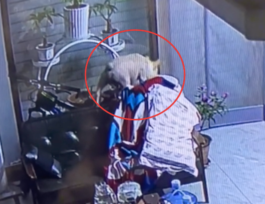调皮狗狗掉进了大酱缸里，妈妈都差点被气哭！