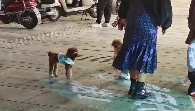 遛狗牵绳入法两年了，南充还有人遛狗不牵绳？