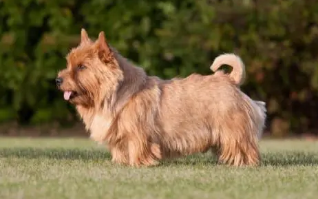 点指名犬——鬼马小精灵,诺维奇梗 点指名犬——鬼马小精灵,诺维奇梗