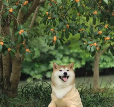 桂花树的特点 桂花树的特点