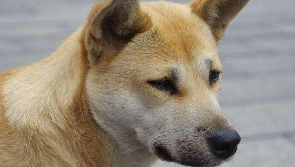 中国土狗为什么不受欢迎