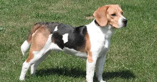 比格犬优点和缺点