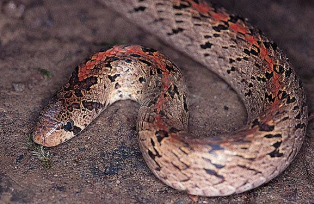 台湾小头蛇有毒吗?台湾小头蛇属于无毒蛇种