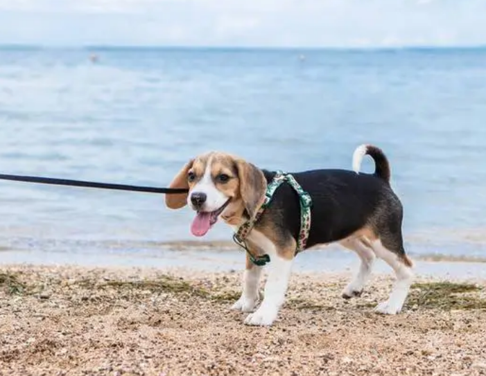哈利犬的优缺点