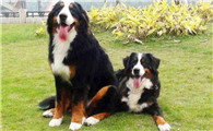 伯恩山犬现在什么价位，品相不同价位不同
